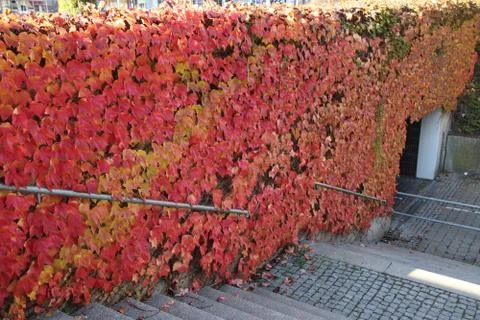 Colored leaves 写真素材