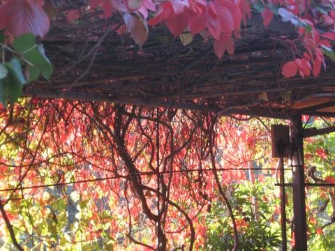 Colored leaves Stock Photos