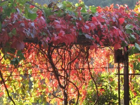 Colored leaves Foto stock