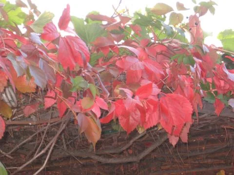 Colored leaves Stock Photos