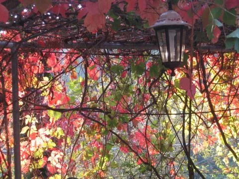 Colored leaves Stock Photos