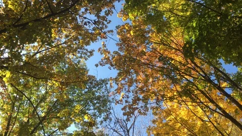 Colored leaves of trees and blue sky Stock Footage 119106887