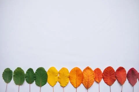Colored leaves on a white background Stock Photos