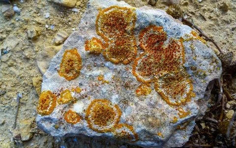 Colored lichens on eroded coastal cliffs of Gozo island, Malta 스톡 사진