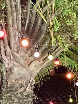 Colored lights on the palm tree Stock Photos