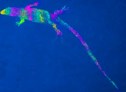 Colored lizard Stock Illustration