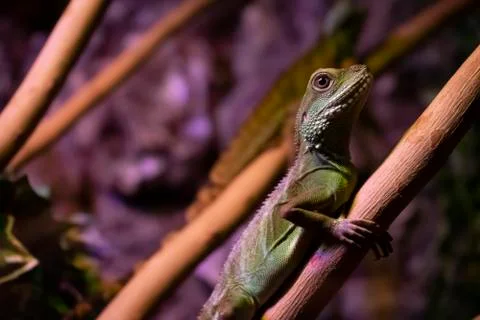 Colored lizard sitting on a branch Stock Photos