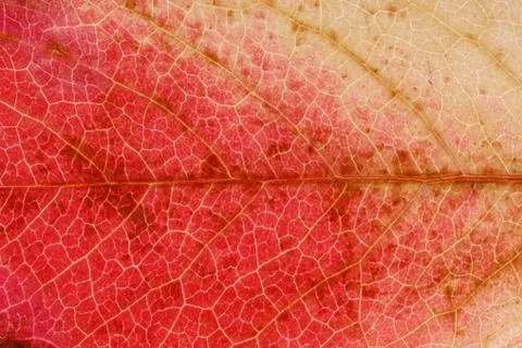 Colored maple leaf close up. background for designer Stock Photos