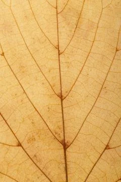 Colored maple leaf close up. background for designer Stock Photos