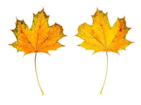 A colored maple leaf, front and back Stock Photos