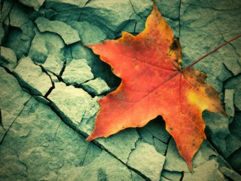 Colored maple leaf Stock Photos