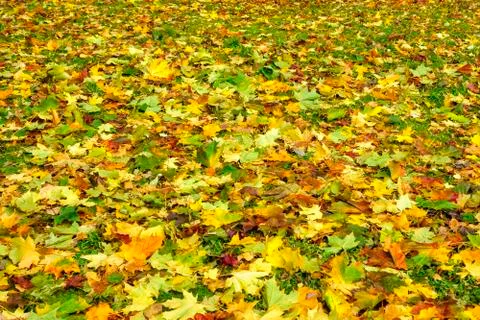 Colored maple leaves cover background in autumn Stock-Fotos