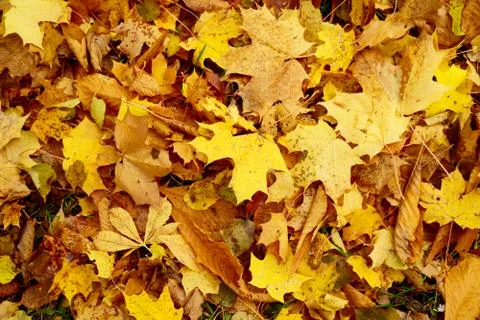 Colored maple leaves in the fall. well convey the mood of autumn Close up red Stock Photos