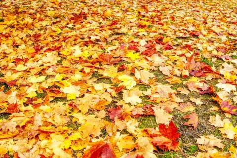 Colored maple leaves in the fall. well convey the mood of autumn Close up red Stock Photos