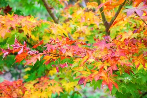 Colored maple leaves Stock Photos