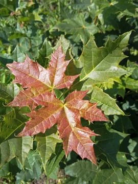 Colored maple leaves Stock Photos