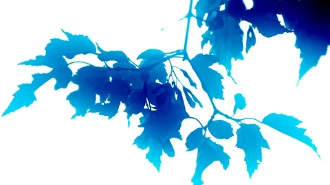 Colored maple leaves on white background Stock Footage 83576168