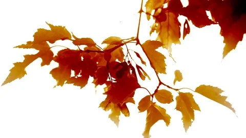 Colored maple leaves on white background Stock Footage 83576441