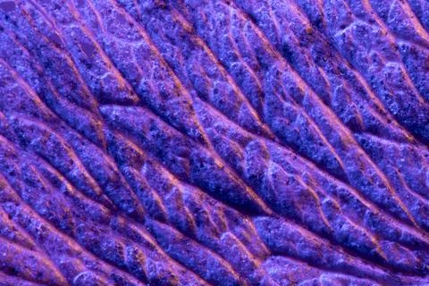 Colored maple seed under the microscope Fotos de archivo