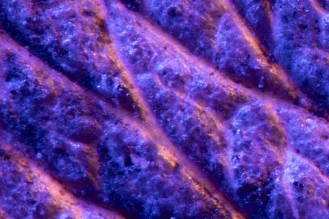 Colored maple seed under the microscope Fotos de archivo