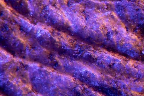 Colored maple seed under the microscope Fotos de archivo