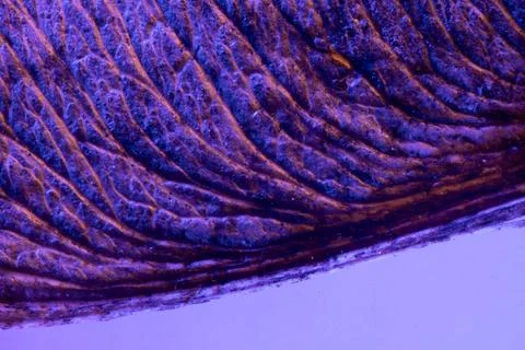 Colored maple seed under the microscope Fotos de archivo