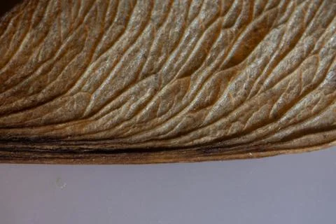 Colored maple seed under the microscope Fotos de archivo