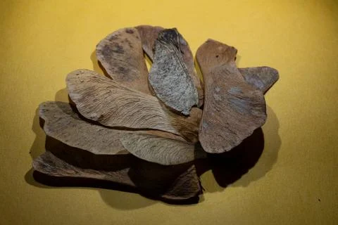 Colored maple seed under the microscope Stock Photos