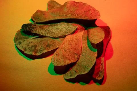 Colored maple seed under the microscope Stock Photos