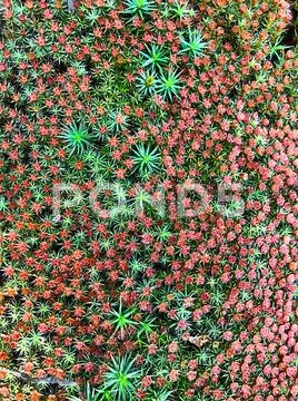 Colored moss in the forest. Stock Photos