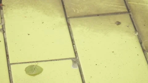 Colored mud pool in park Stock-Footage 131504432