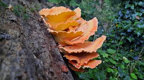 Colored mushrooms Stock Photos