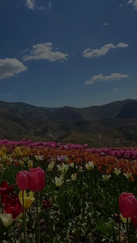 Colored Nature Flowers Stock Footage 254403816