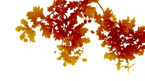 Colored oak leaves on white background Stock Footage 83577246