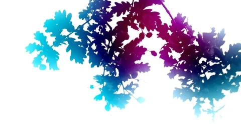 Colored oak leaves on white background Stock Footage 83578222