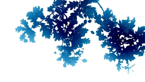 Colored oak leaves on white background Stock Footage 83578499