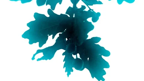 Colored oak leaves on white background Stock Footage 83581340
