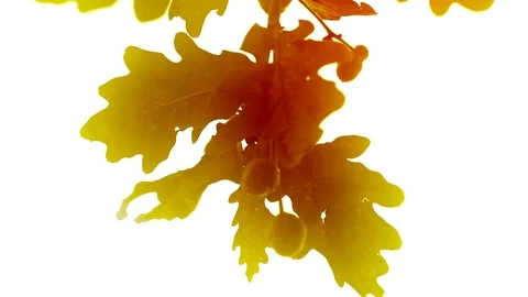 Colored oak leaves on white background Stock Footage 83612235