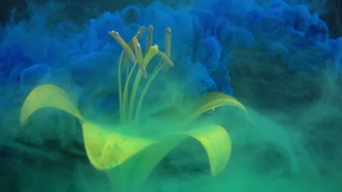 Colored Paints Spreading On Flower Stock Footage 94330794