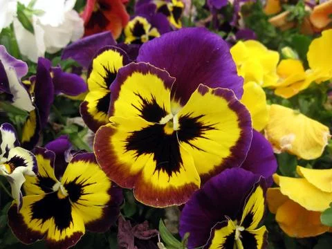 Colored pansies Stock Photos