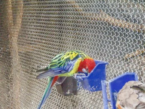 Colored parrot in a enclosure Fotos de archivo