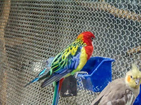 Colored parrot in a enclosure Stock Photos