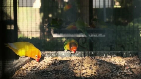 Colored parrots eat from a feeder 스톡 동영상 219966551