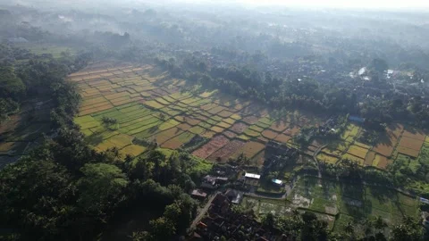 Colored patchwork of ripe and harvested rice fields, aerial shot in morning Stock-Footage 199237794