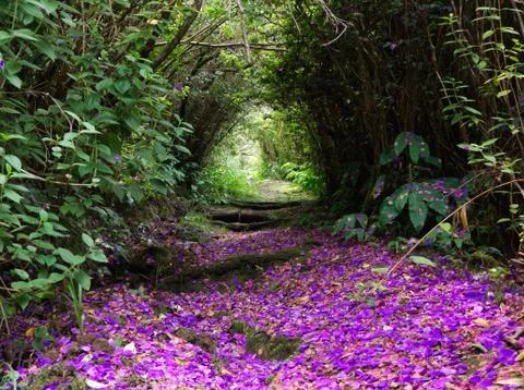 Colored path in the dense forest in the mountains of Reunion Island Stock Photos