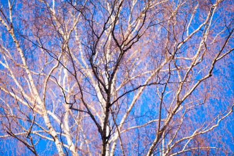 Colored pattern on blue sky in spring Stock Photos