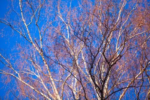 Colored pattern on blue sky in spring Stock Photos