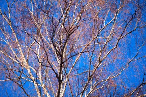 Colored pattern on blue sky in spring Stock Photos
