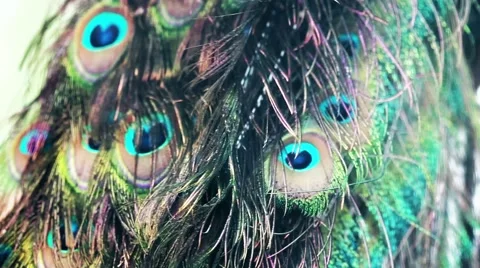Colored Peacock feather detail on the wind Stock Footage 59913498
