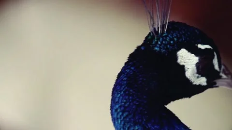 Colored Peacock head details Stock Footage 59914525